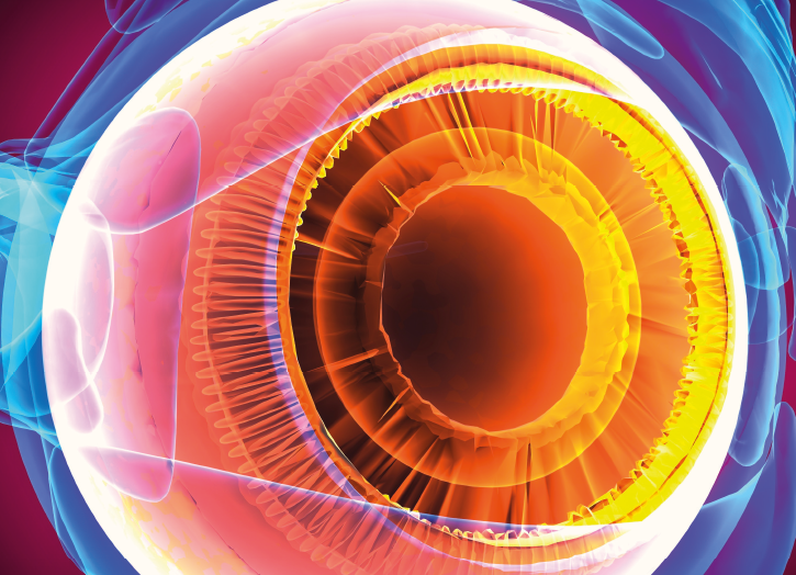 Aufbau Auge in farbiger 3D Darstellung